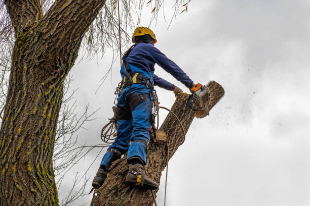 Mulching Services in Menard, TX